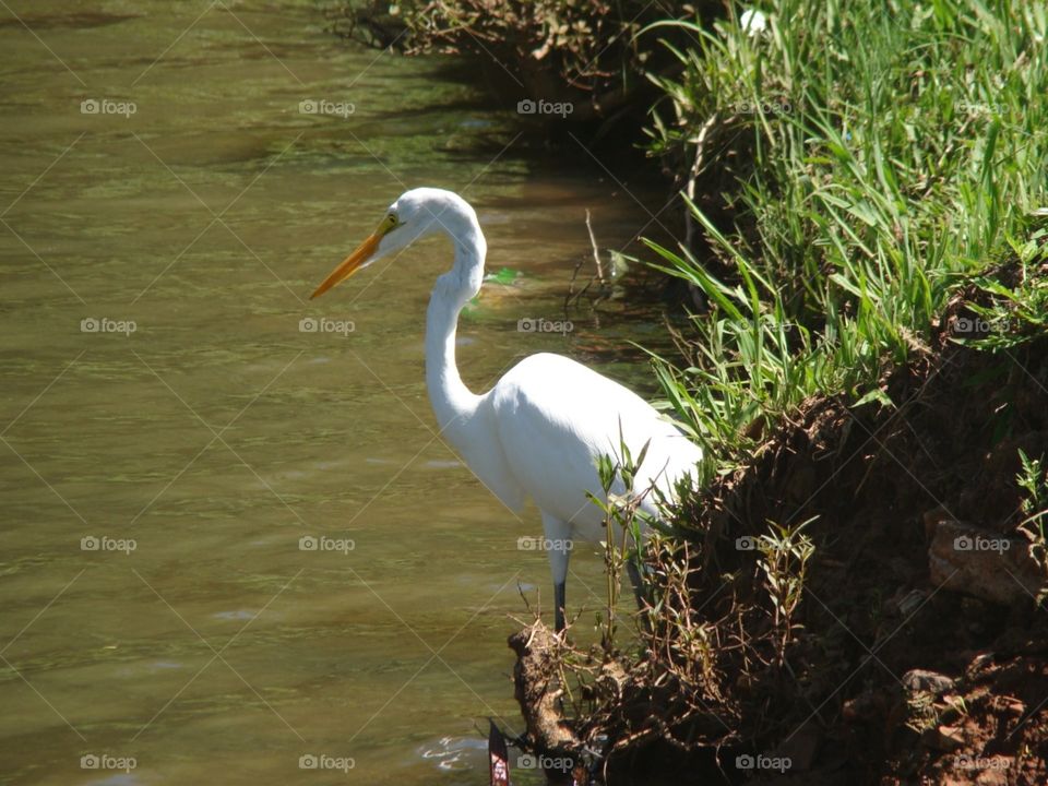 Great egret 