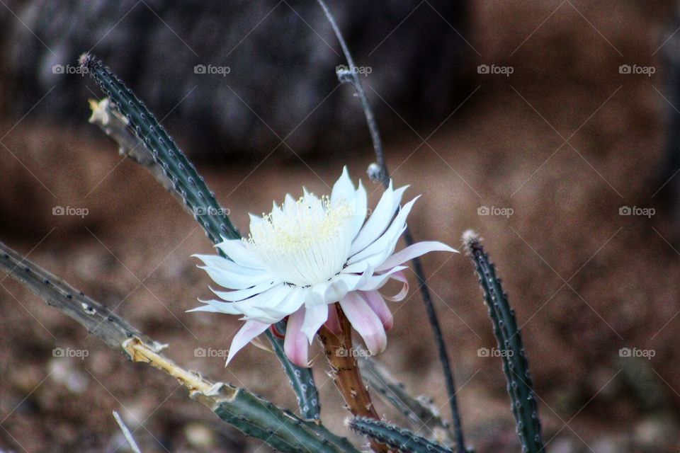 Night blooming cereus
