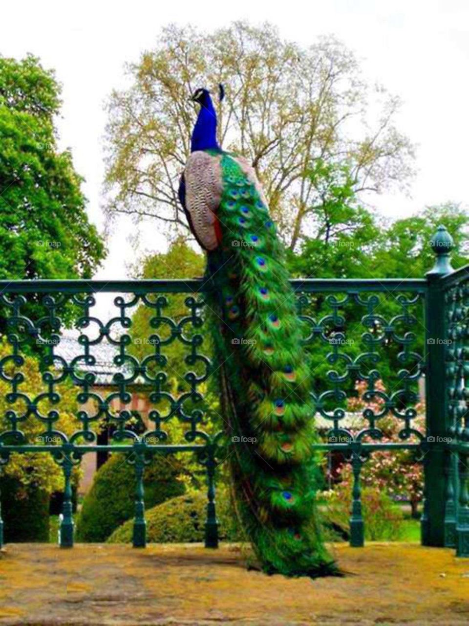park in peacock