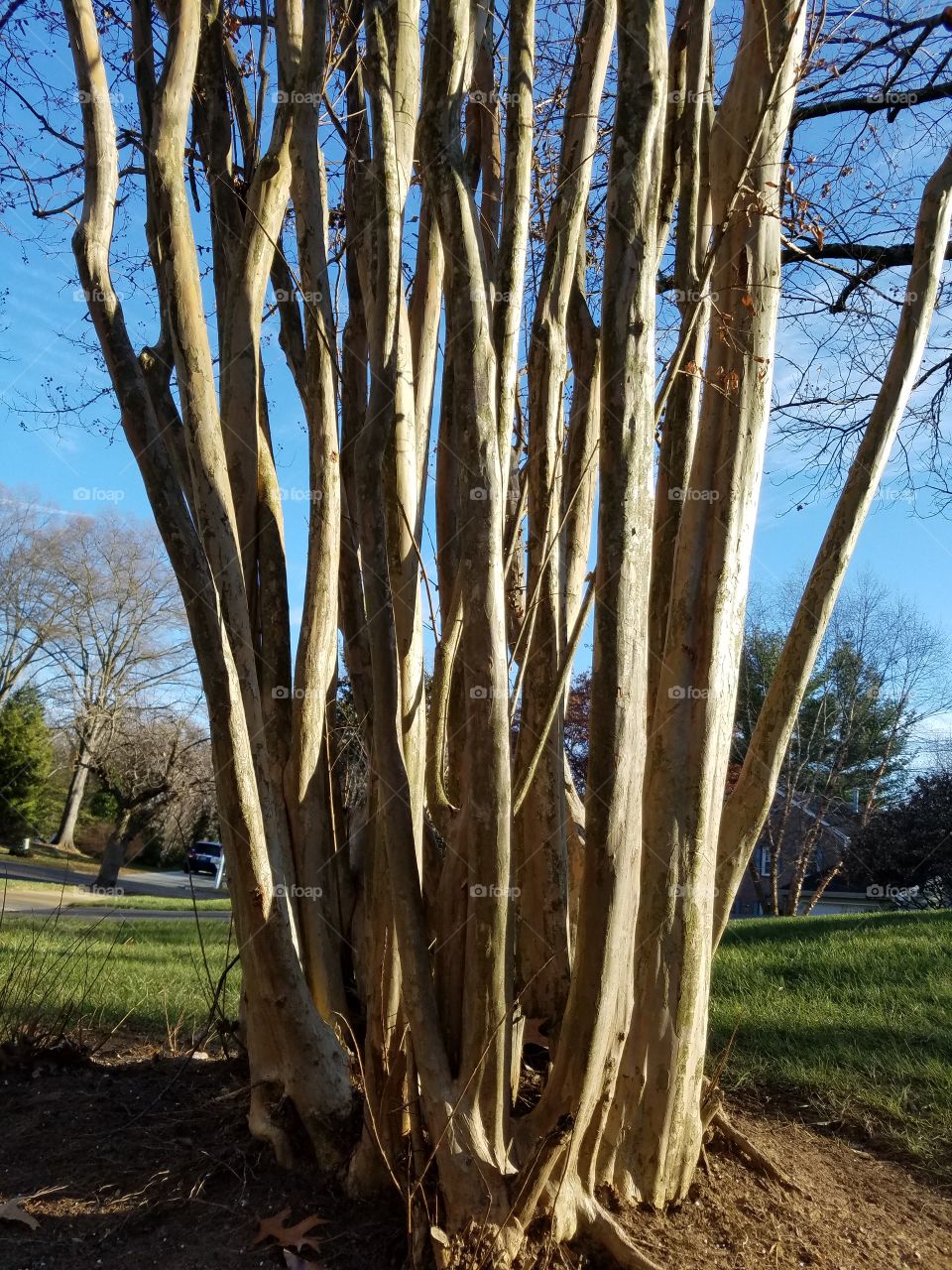 Stark light on branches