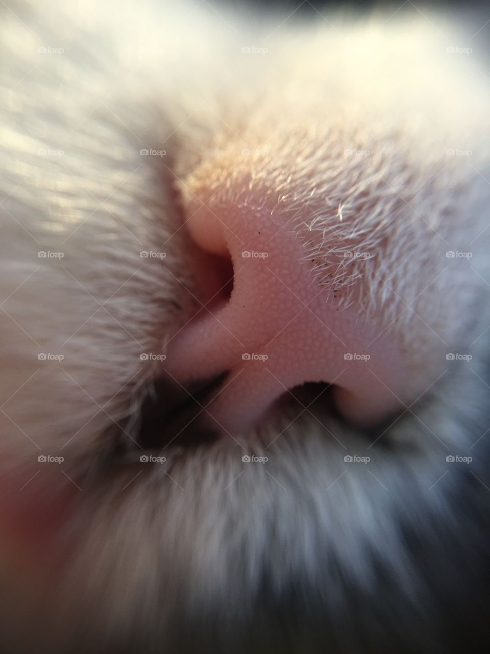 Cat nose