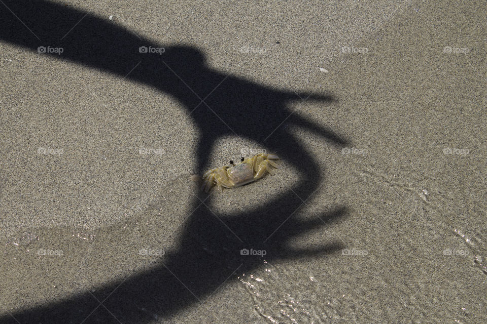 Shadows of hands surround a yellow crab on a sandy beach with clear water