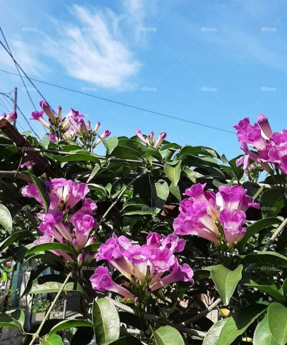 pink flower