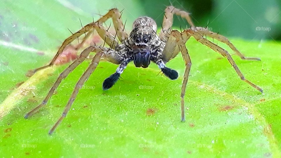 garden spider
