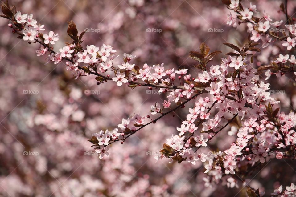 Pink spring flowers