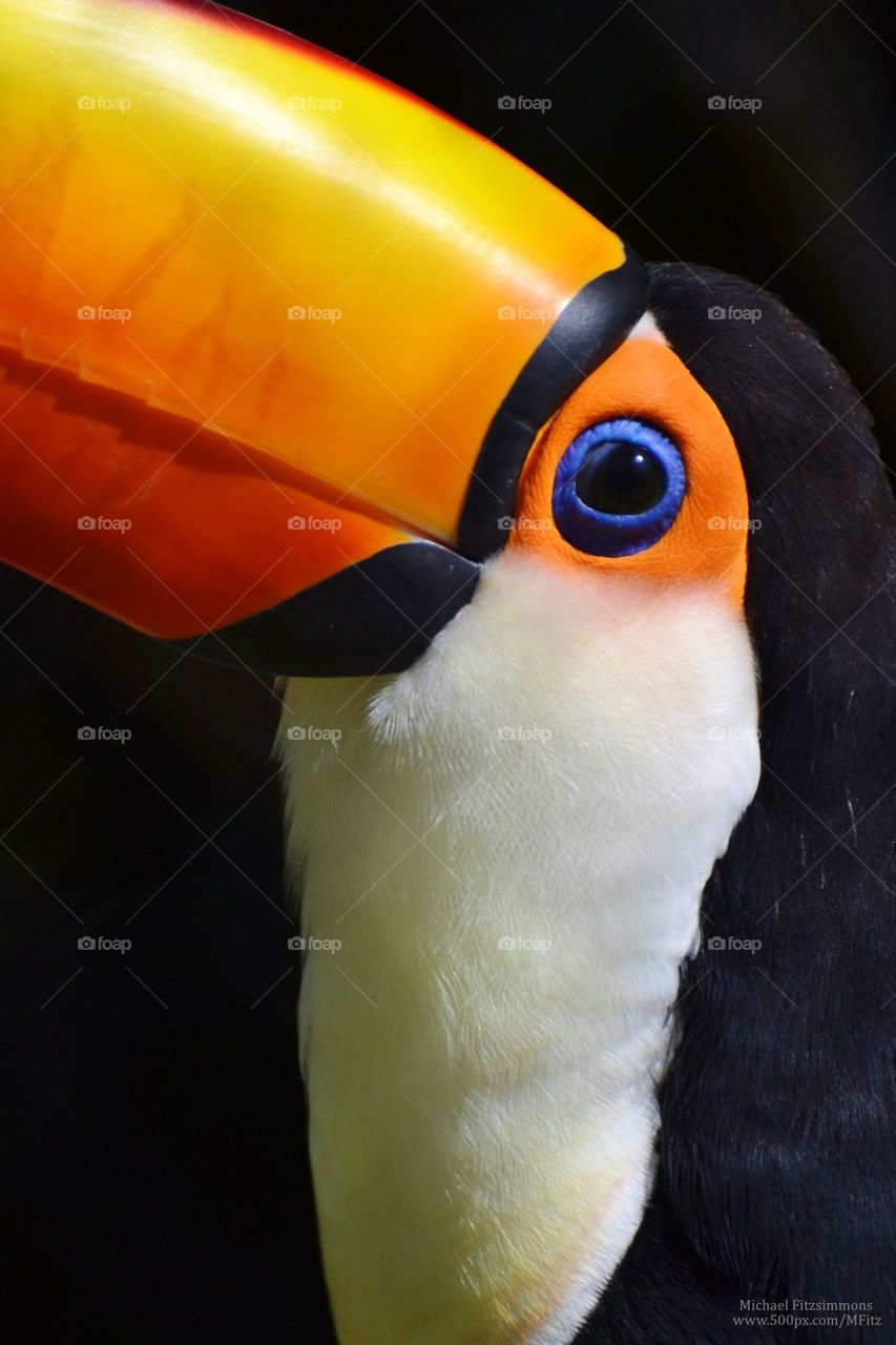 Toucan in Profile