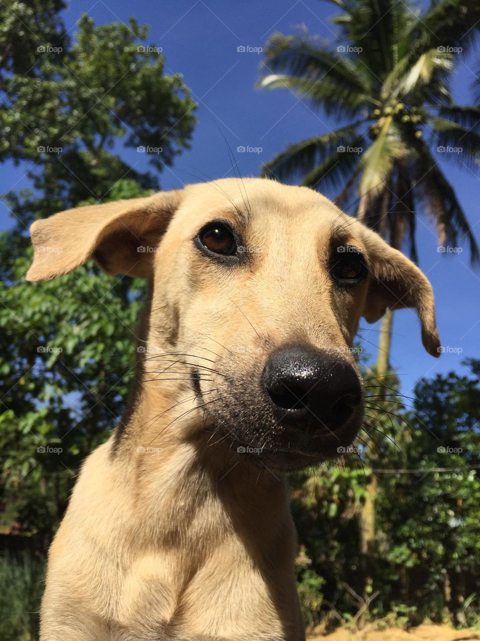 Female dog trying to pose in front of the camera 
