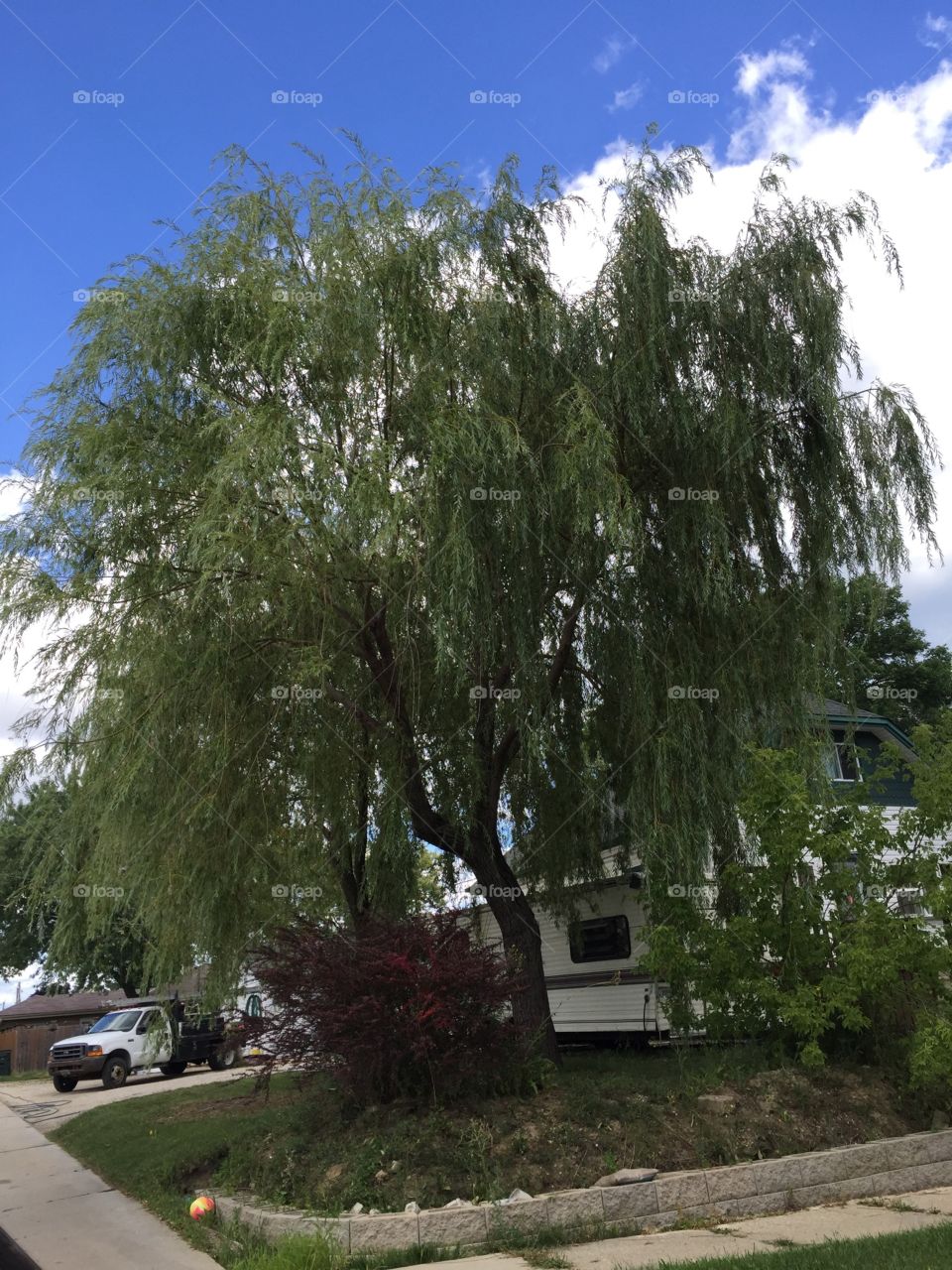 Weeping willow tree 