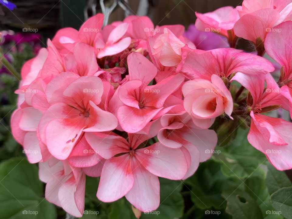 Pink geraniums 