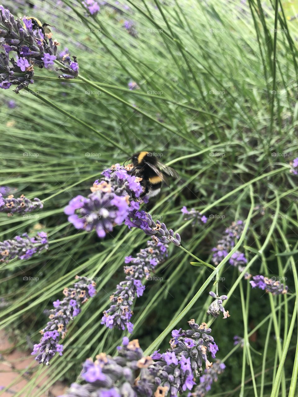 Biene im Lavendel 