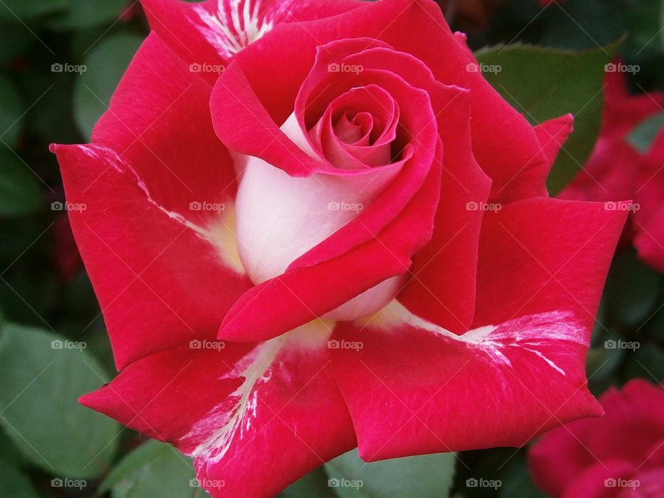 striped red rose