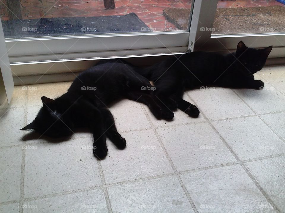 Cat, Mammal, Pet, One, People