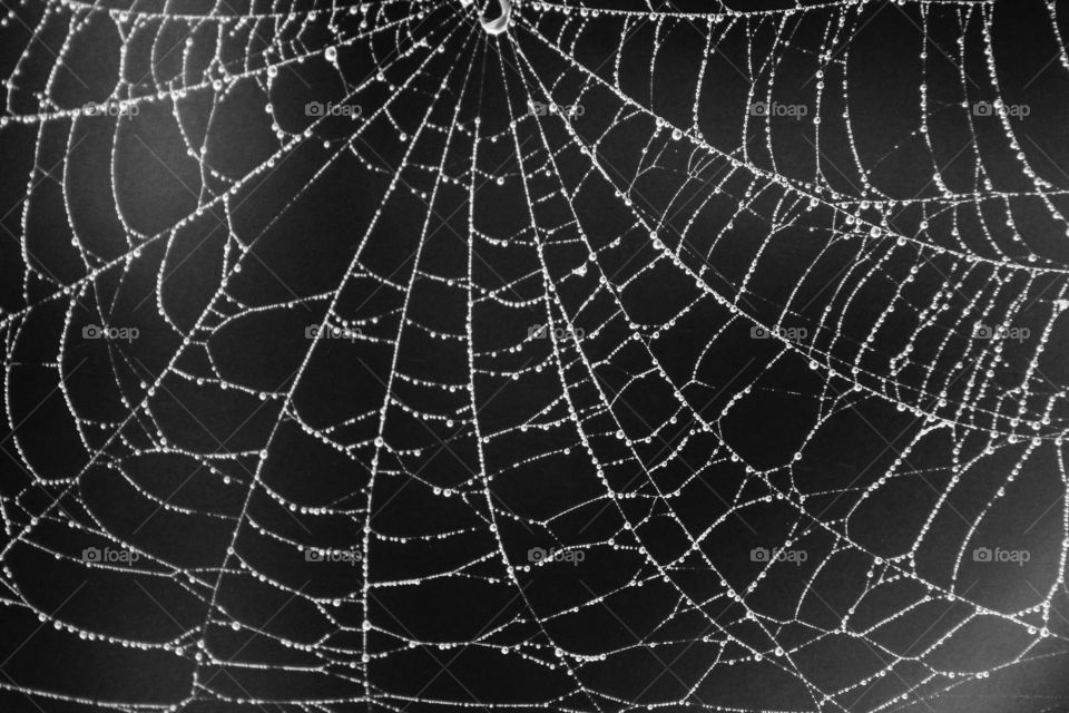 Morning dew on spiderwebs 