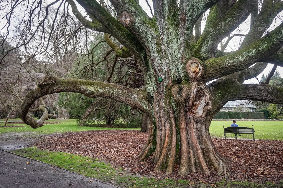Big beautiful tree with great climbing branches, Christchurch Botanic Gardens, New Zealand 
