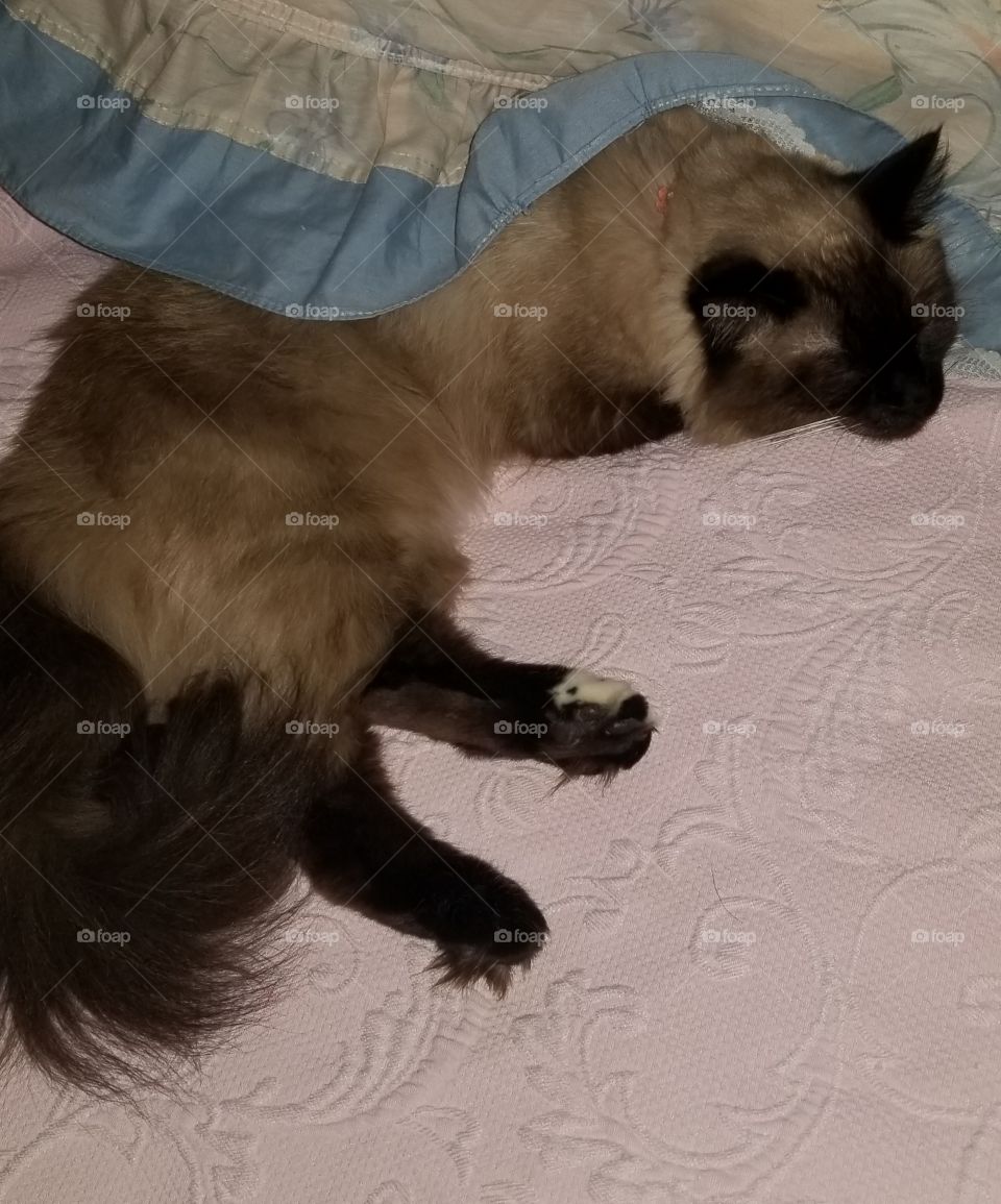 Bella hiding under Mom's quilt