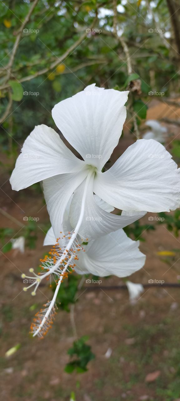 Pretty white Hibiscus looking peaceful.