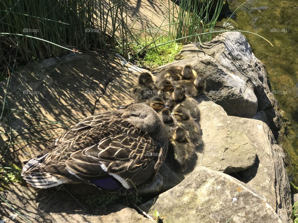 Sleeping Duck Family