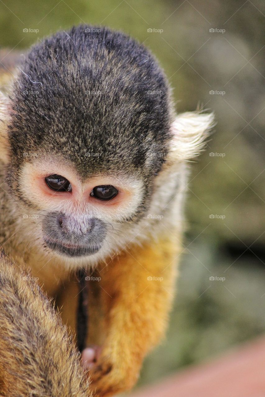 Peruvian monkey