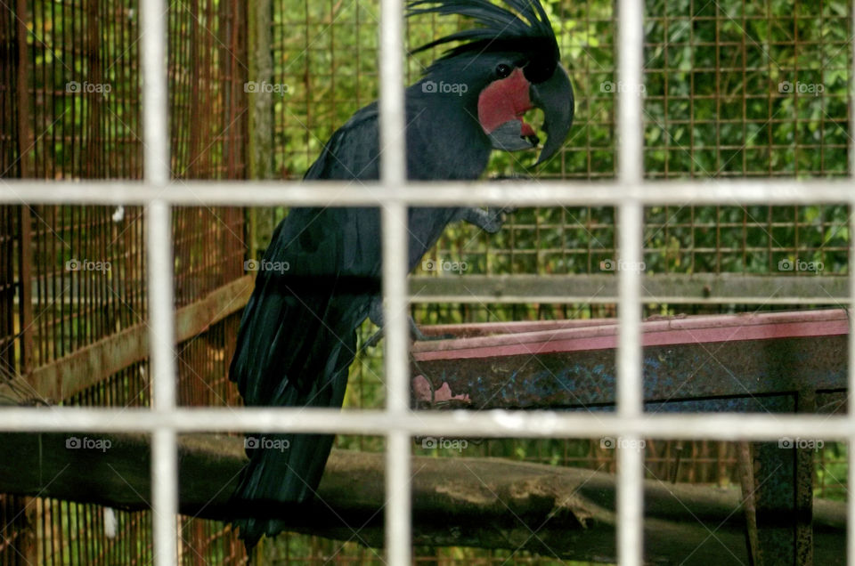 Ragunan Cockatoo