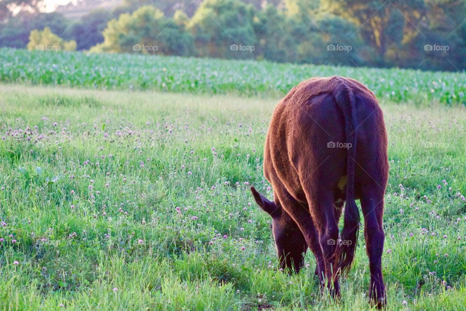 A steer grazing at golden hour in a lush green pasture, blurred cornfield and trees in the background 