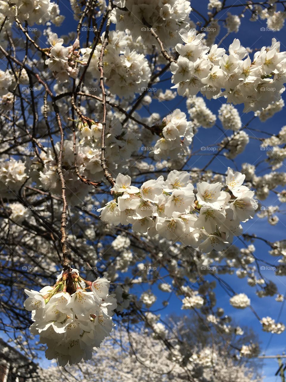 White blossoms in Connecticut