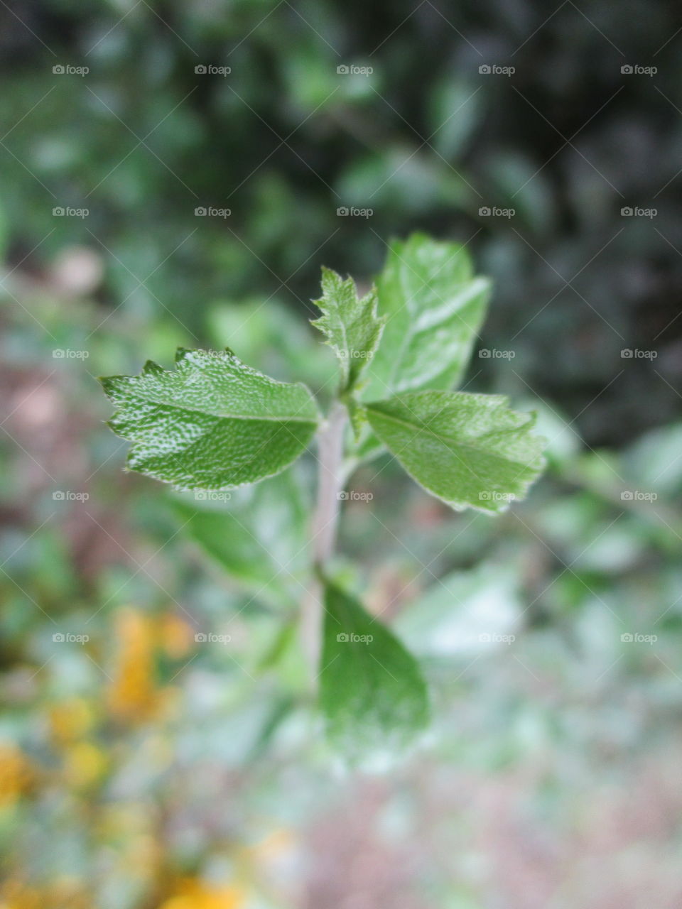 leaves