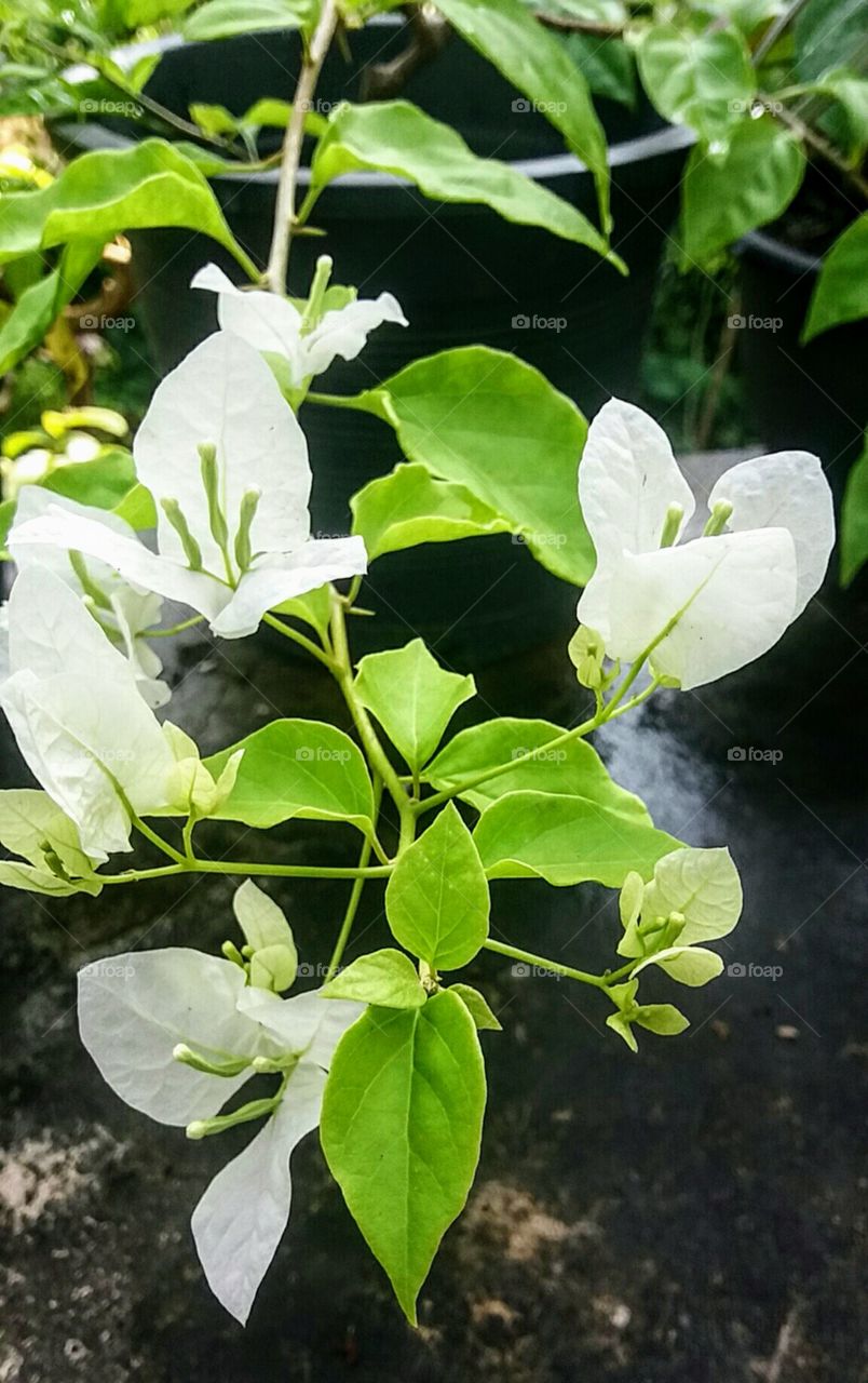 bougainvillea white