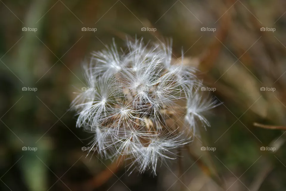 Seeds