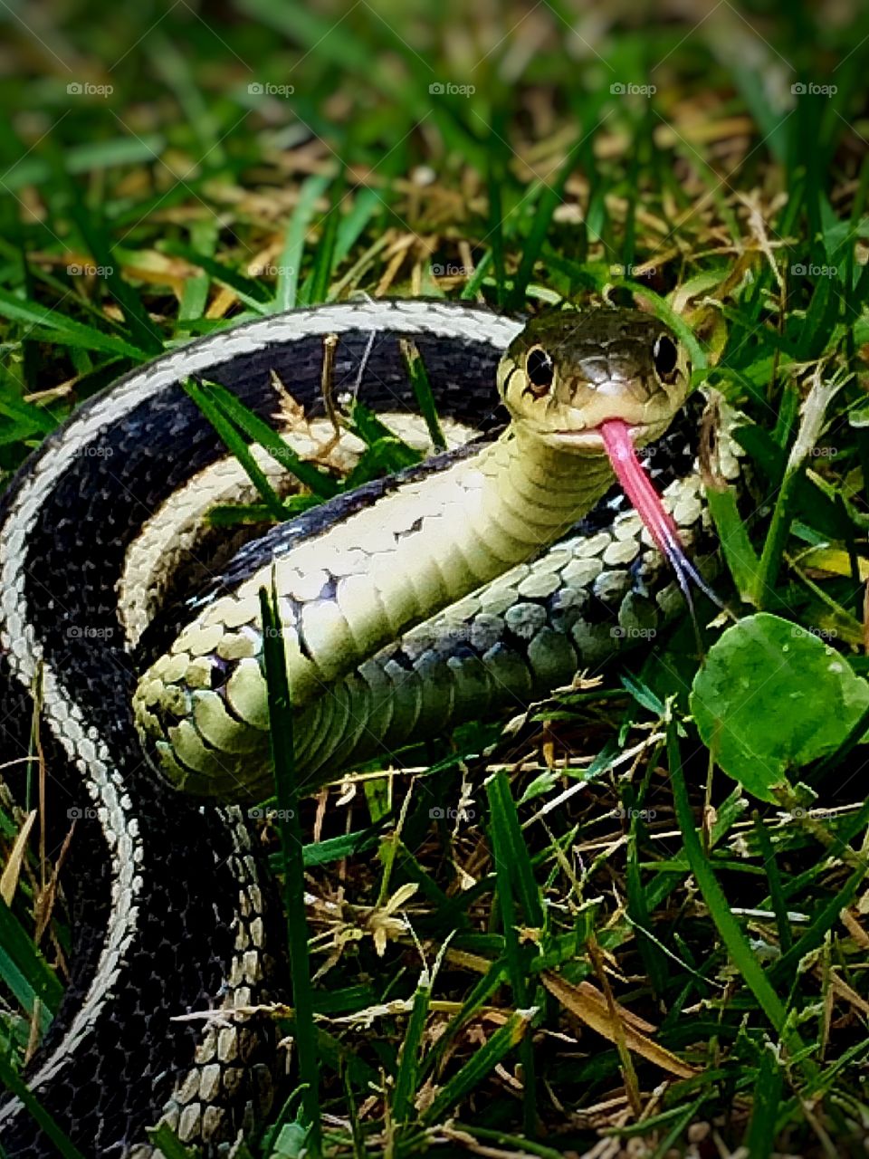 Garter Snake