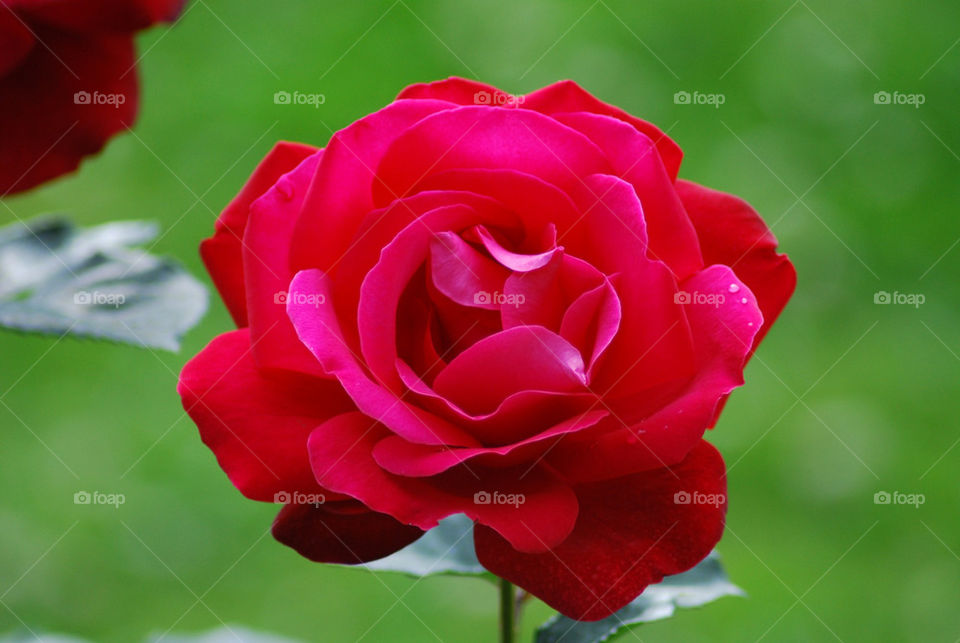 garden red rose azores by shanthib