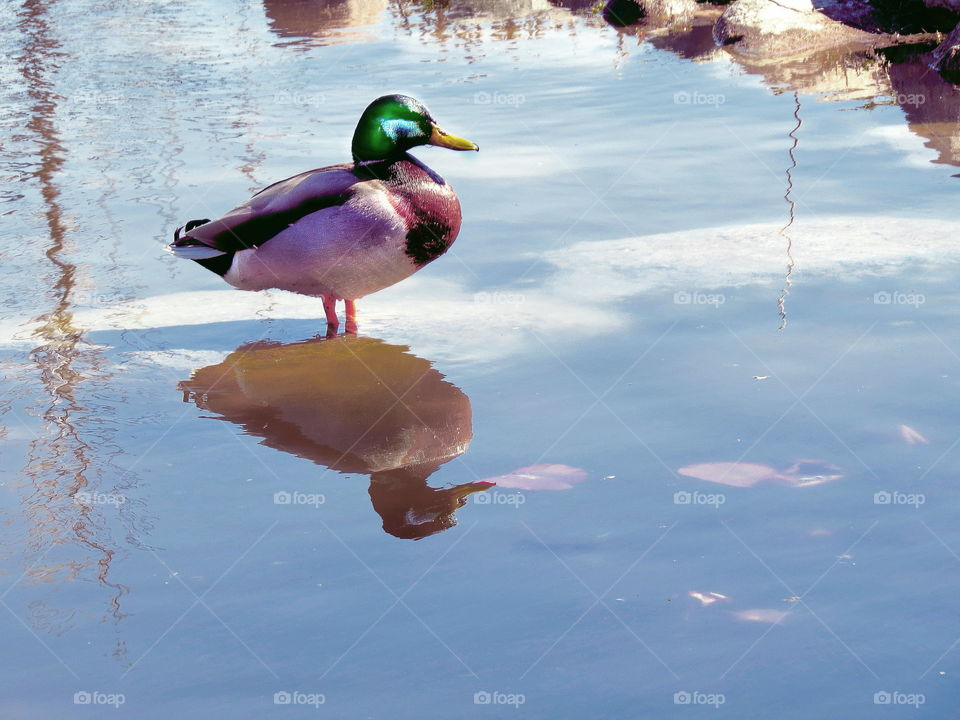Duck and reflection