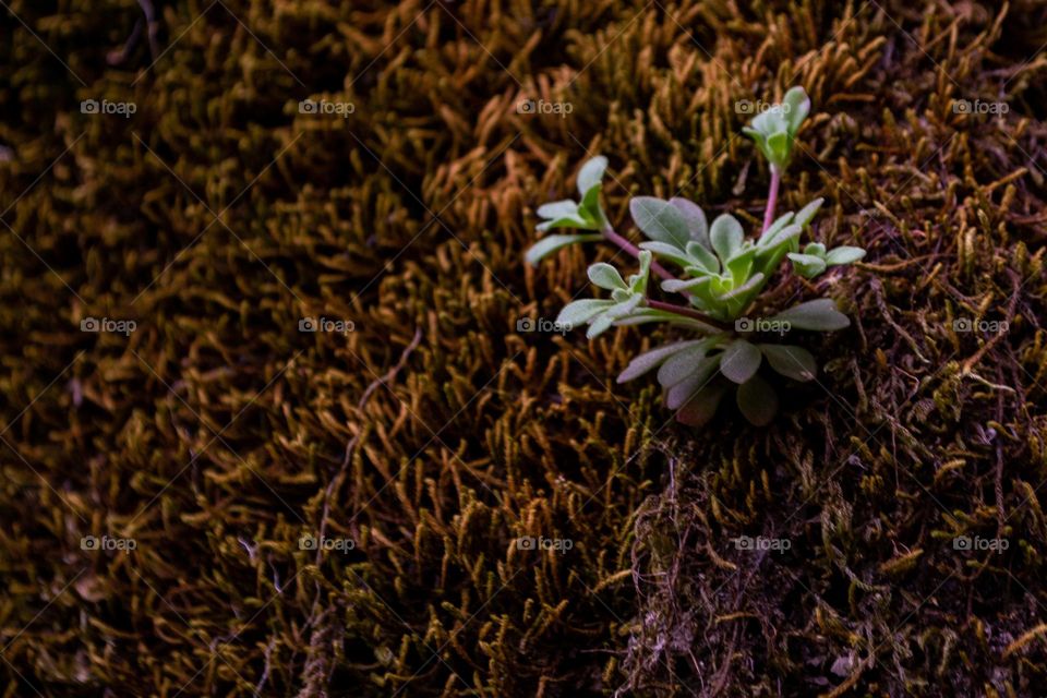 I never thought of the moss being so interesting. I really feel blessed for being able to see everything through the lens.