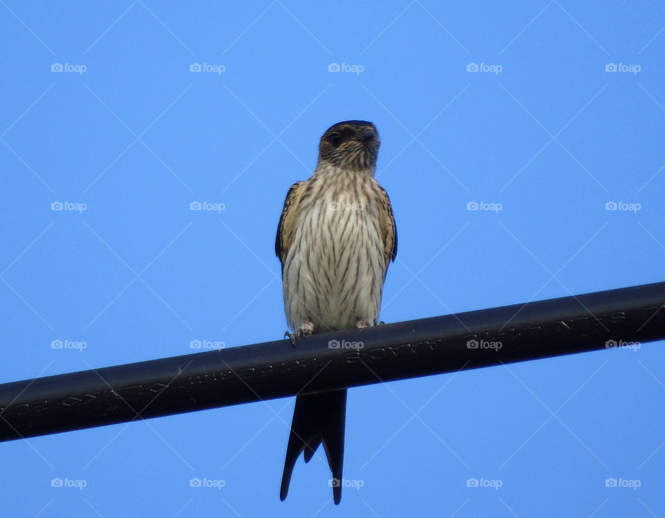 Striped swallow. Lowland interest number for large. Colonial site perch at the lined cable on the afternoon. But, theres more distancing of it to know the behaviour for the soliter one. Silent, and abdominal's side stripe cover the white of .