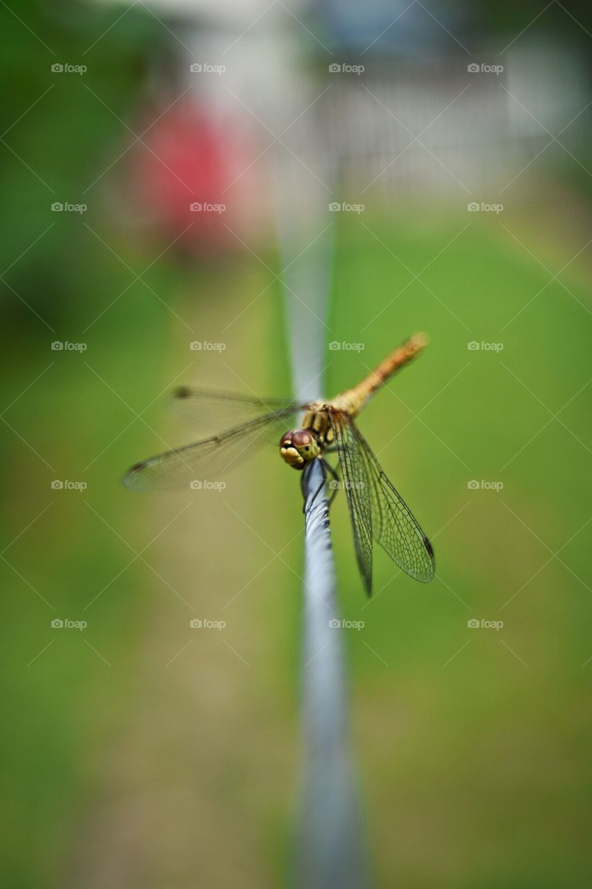 Dragonfly