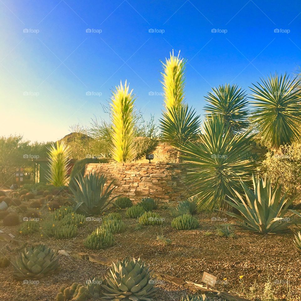 Chihuly in the desert