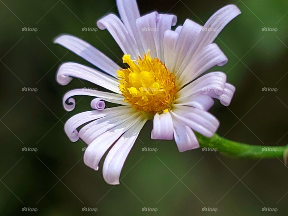 Close up of a small wild daisy.  Slightly smaller than a dime.  White petals with a purple tint, some beautifully curling and a golden yellow center.