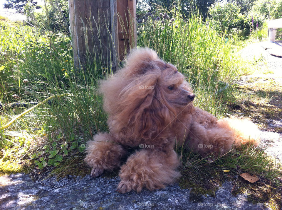 sommar summer dog hund by ingelad