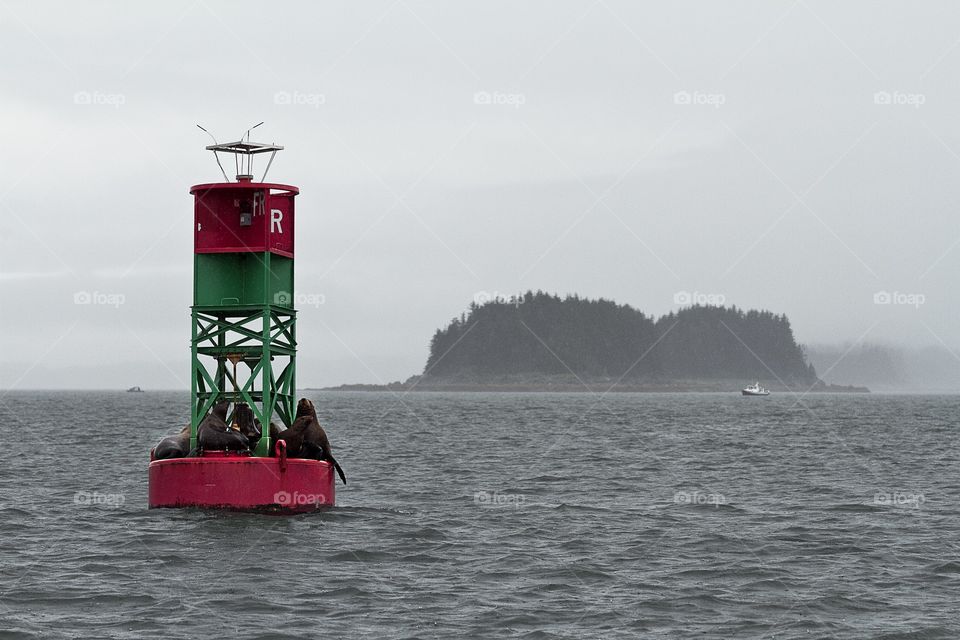 Seals at the Alaskan sea 