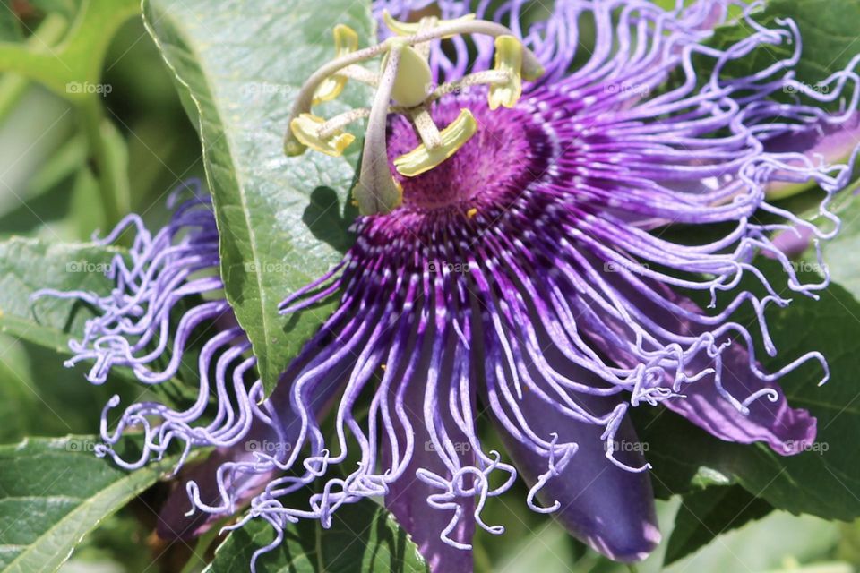 Passion Flower