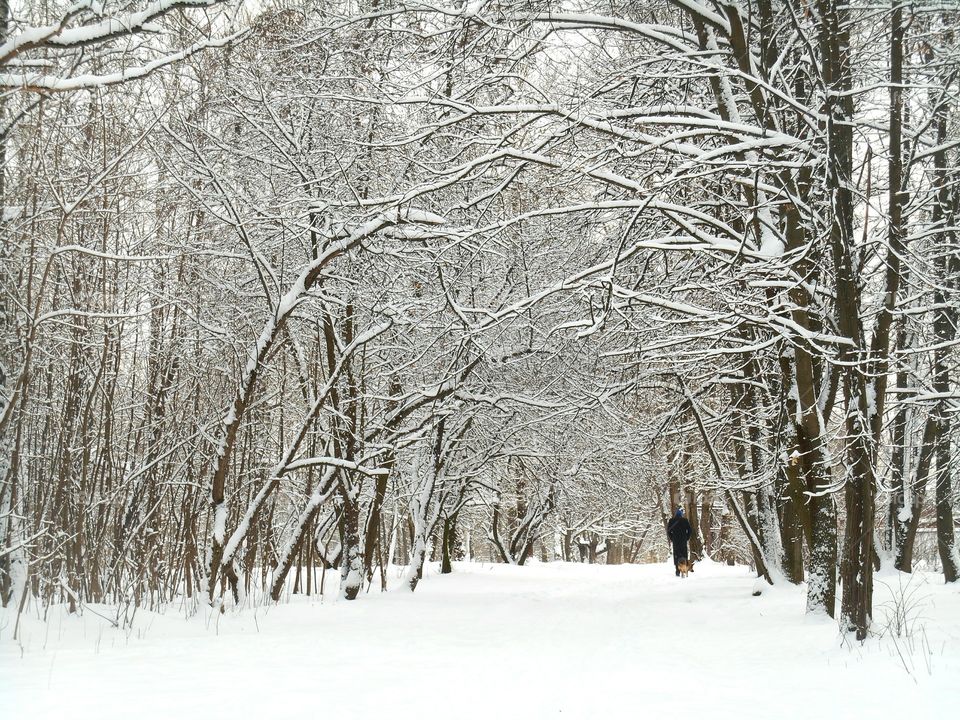 Winter, Snow, Wood, Cold, Frost