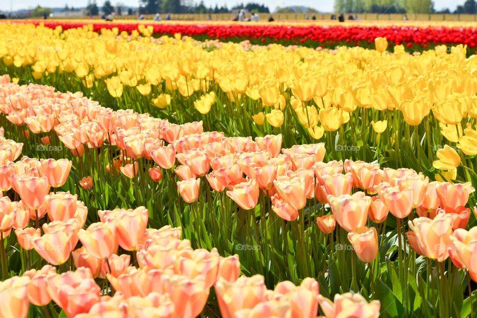 Tulip fields