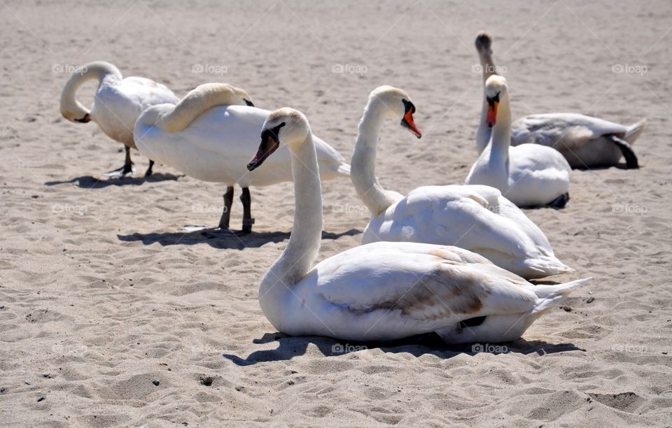 Swan, Bird, Water, Waterfowl, Lake