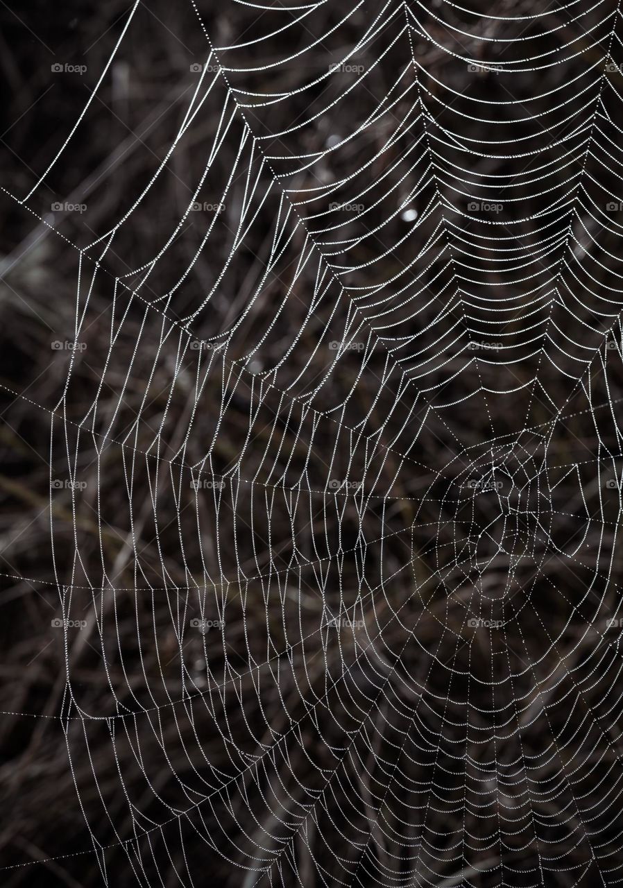 Cobweb covered in tiny droplets of morning dew