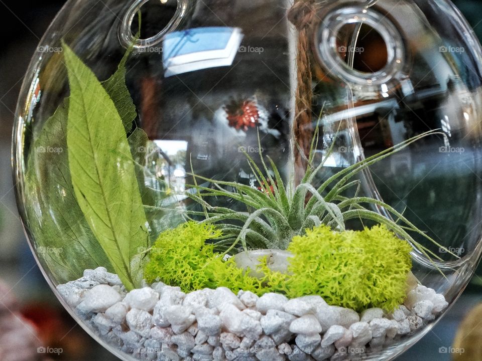 Succulent Terrarium
