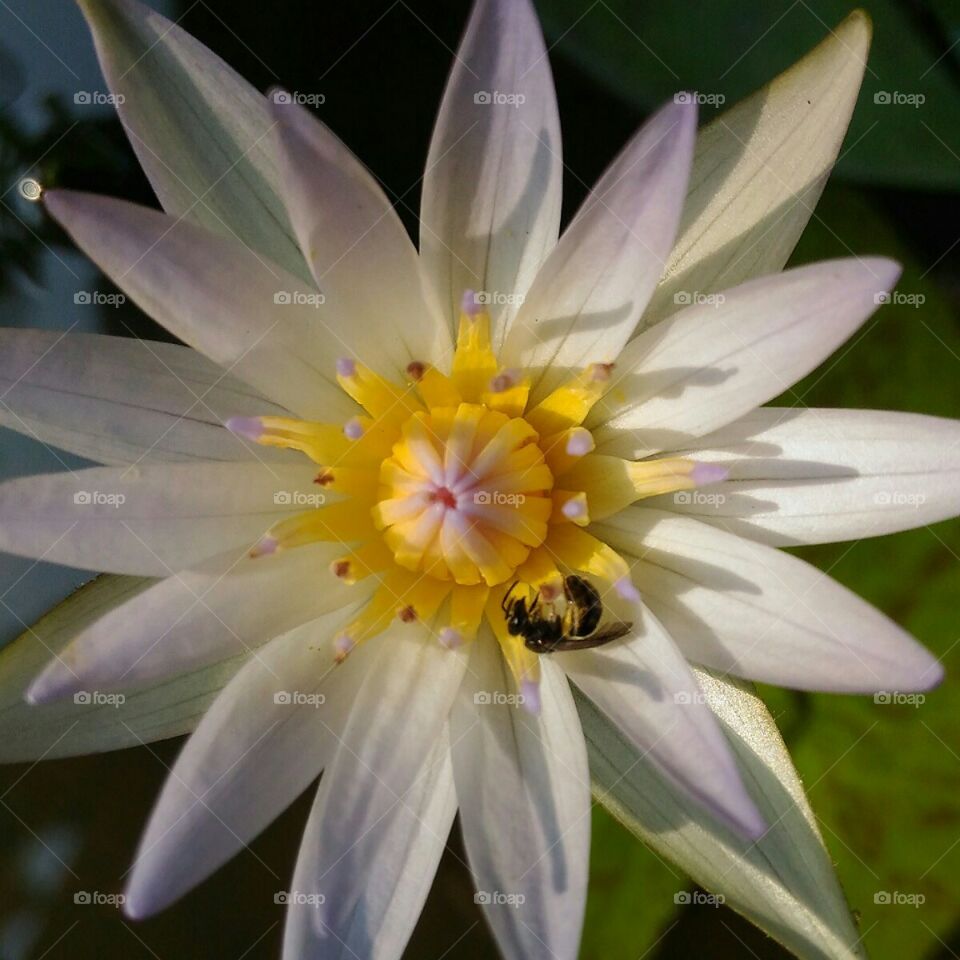 Beautiful  Waterlilly  with  a  HoneyBee.