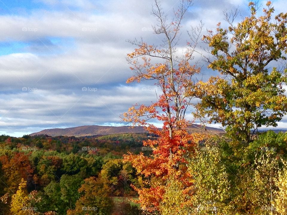 Scenic view of forest over mountain