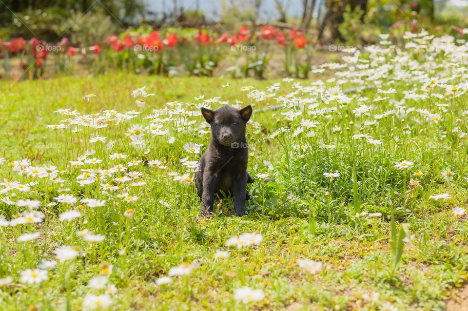 A little puppy all set for a spring time portrait.