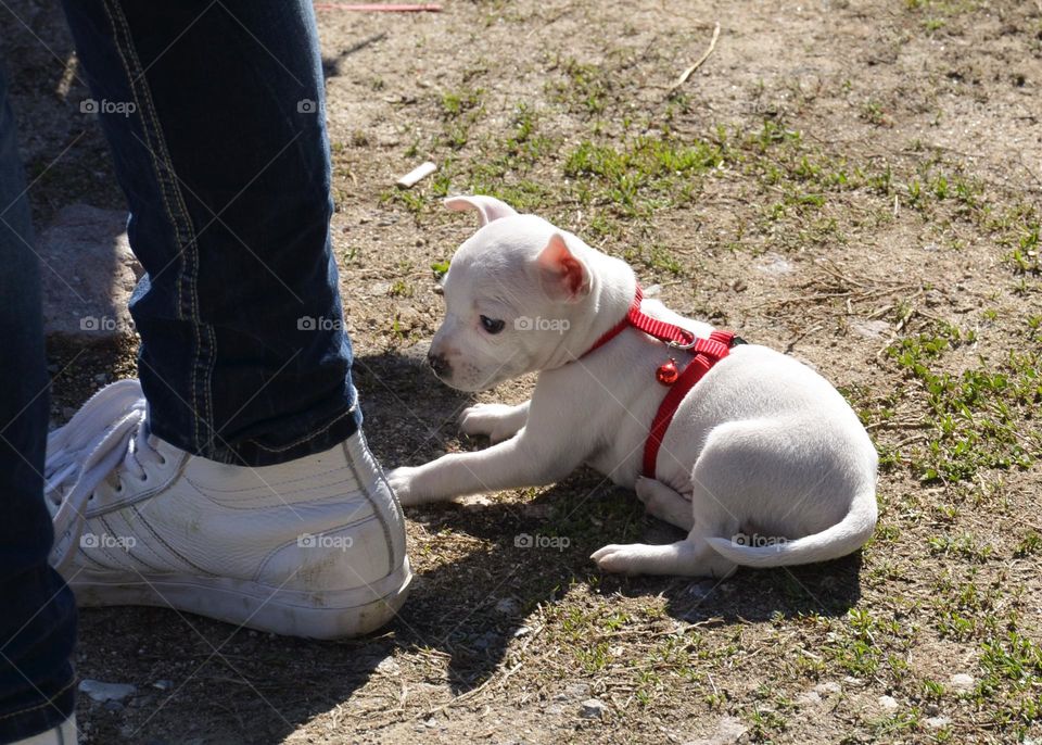 People on a walk with Dogs