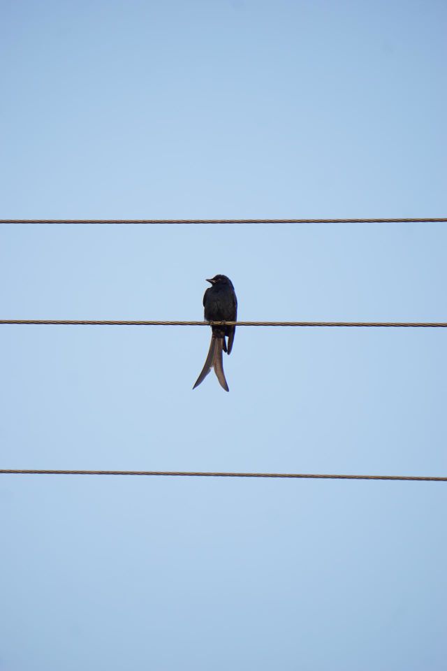 Black drongo