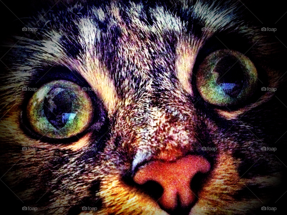 green cat mammals pet by emmanuelgr